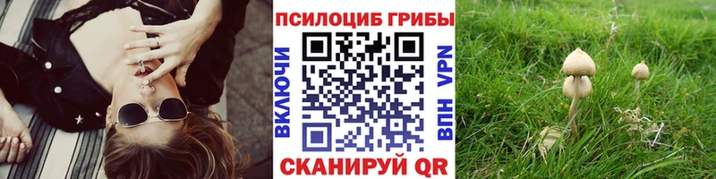Купить закладки  Камешково  Псилоцибиновые грибы Psilocybine cubensis 
